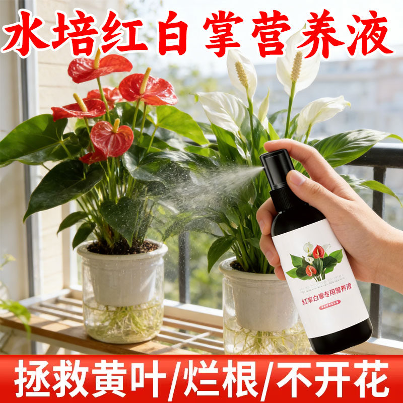 红掌专用营养液黄叶专用肥粉掌水培盆栽火鹤花开花肥土培水培通用