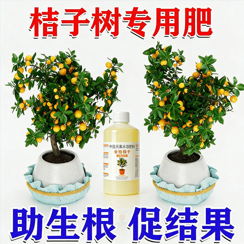 金桔树盆栽营养液改善黄叶促果