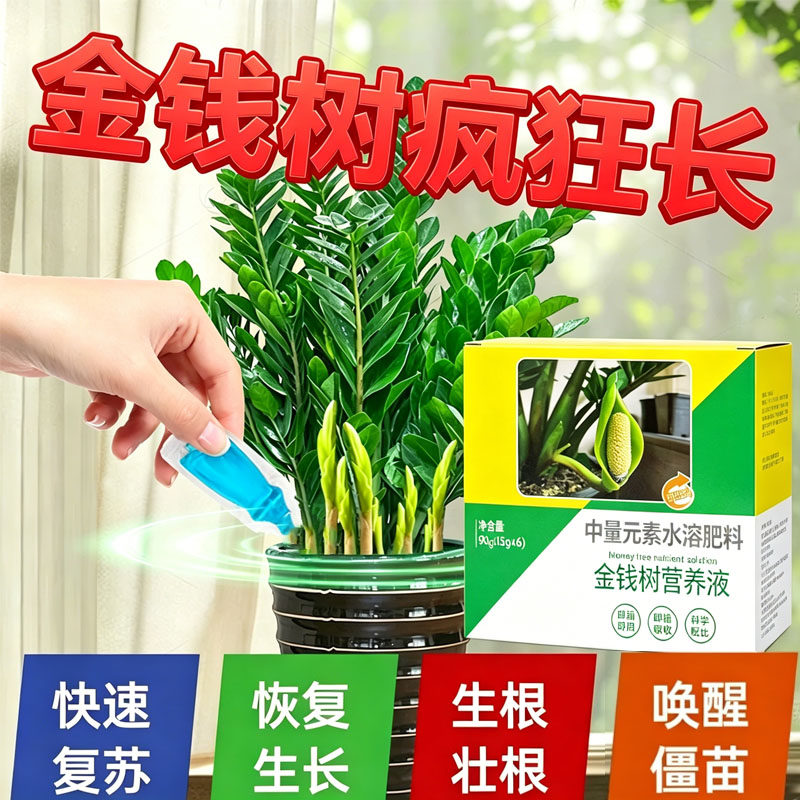 金钱树专用营养液叶黄矫正