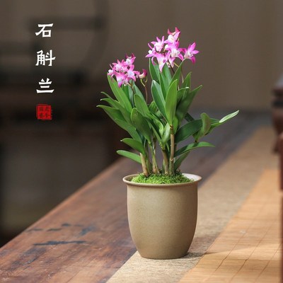 石斛兰盆栽带花苞兰花苗室内客厅花卉绿植办公室桌面好养活花卉