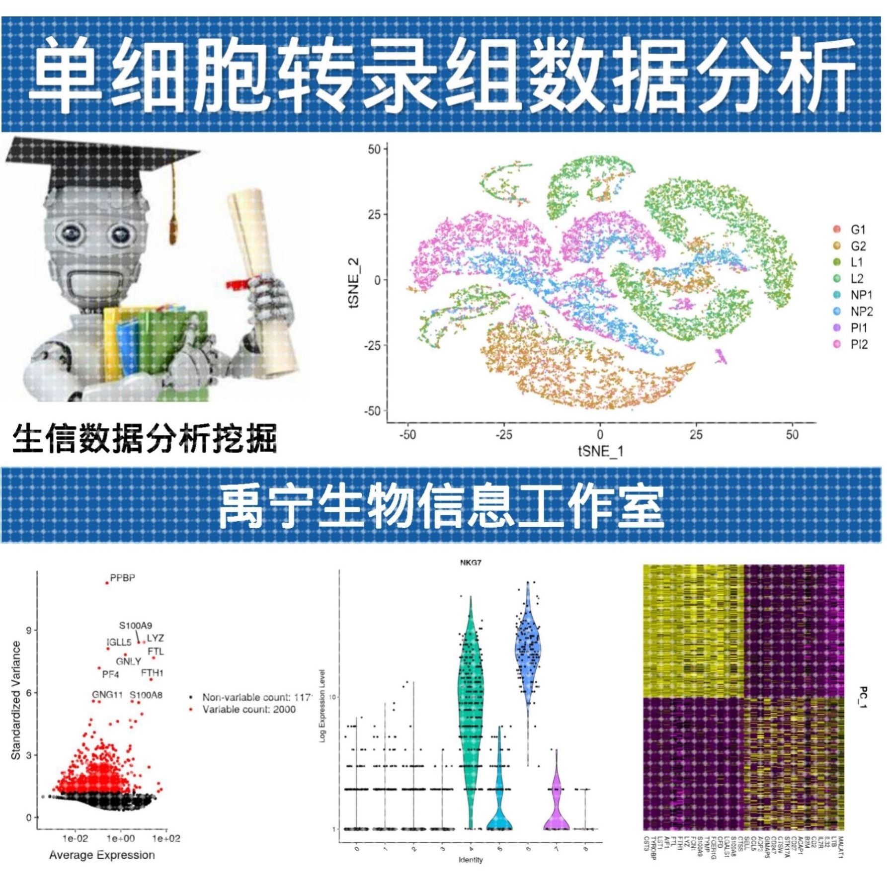 单细胞转录组测序分析/生信分析/组学生信数据分析挖掘/生物信息