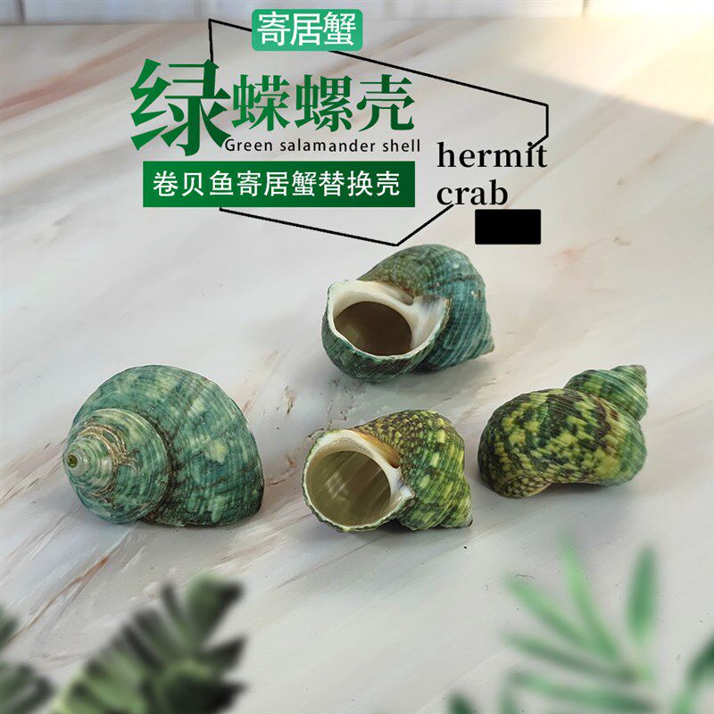 绿螺绿蝾螺天然贝壳小海螺鱼缸水族造景摆件卷贝鱼寄居蟹替换专用