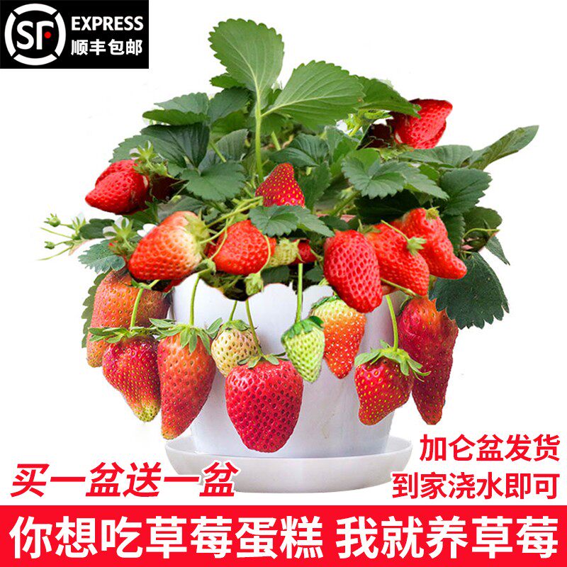 奶油草莓苗盆栽带盆带土桃熏天使红颜四季结果南方阳台露天种植苗