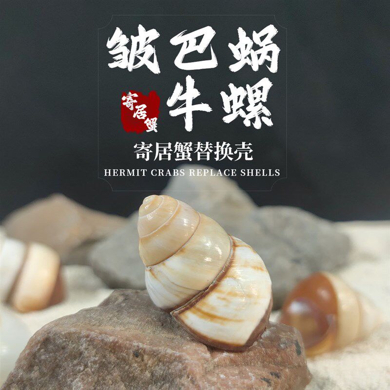 皱巴蜗牛螺天然贝壳海螺寄居蟹替换壳房子黄色面包螺鱼缸装饰造景