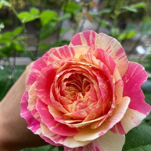 开条纹玫瑰花月季 克劳德莫奈庭院大苗盆栽大花浓香四季 阳台卉植物