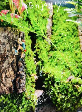 苔藓微景观生态鱼缸雨林缸造景办公室桌面植物盆景生态瓶成品绿植