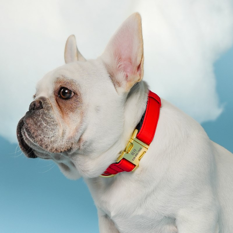 狗狗项圈狗脖圈小型犬泰迪宠物防丢颈圈中型犬法斗宠物牵引绳项圈