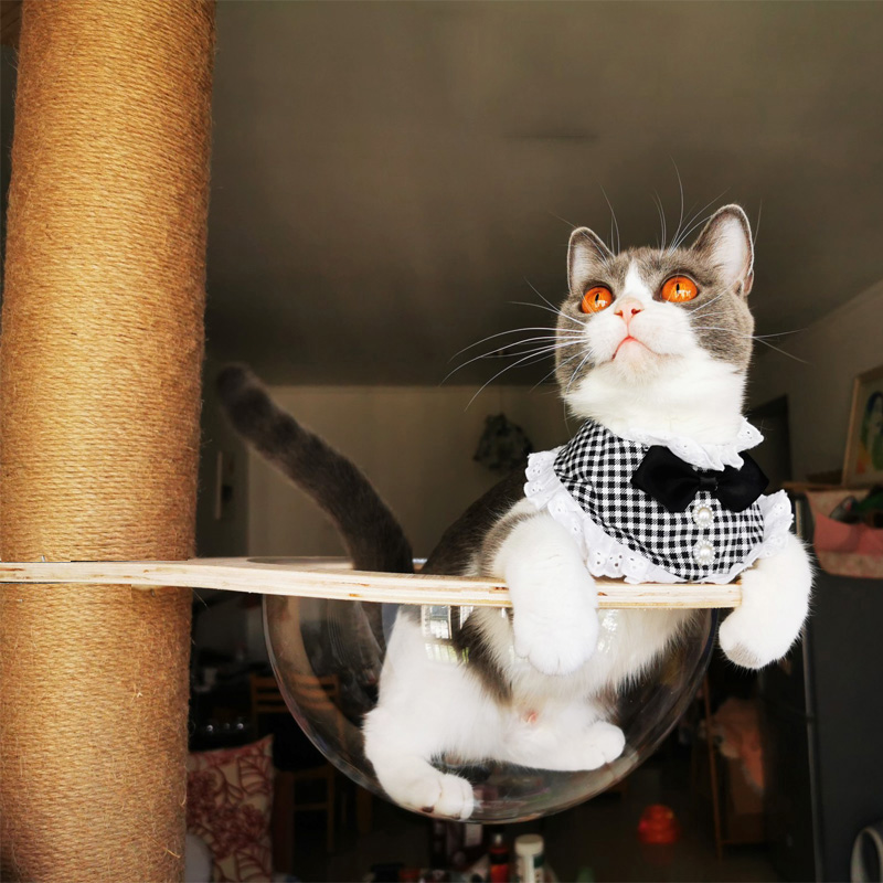 实木猫爬架通天柱猫跳台顶天立地猫抓柱猫窝多层猫树猫架安琪多层