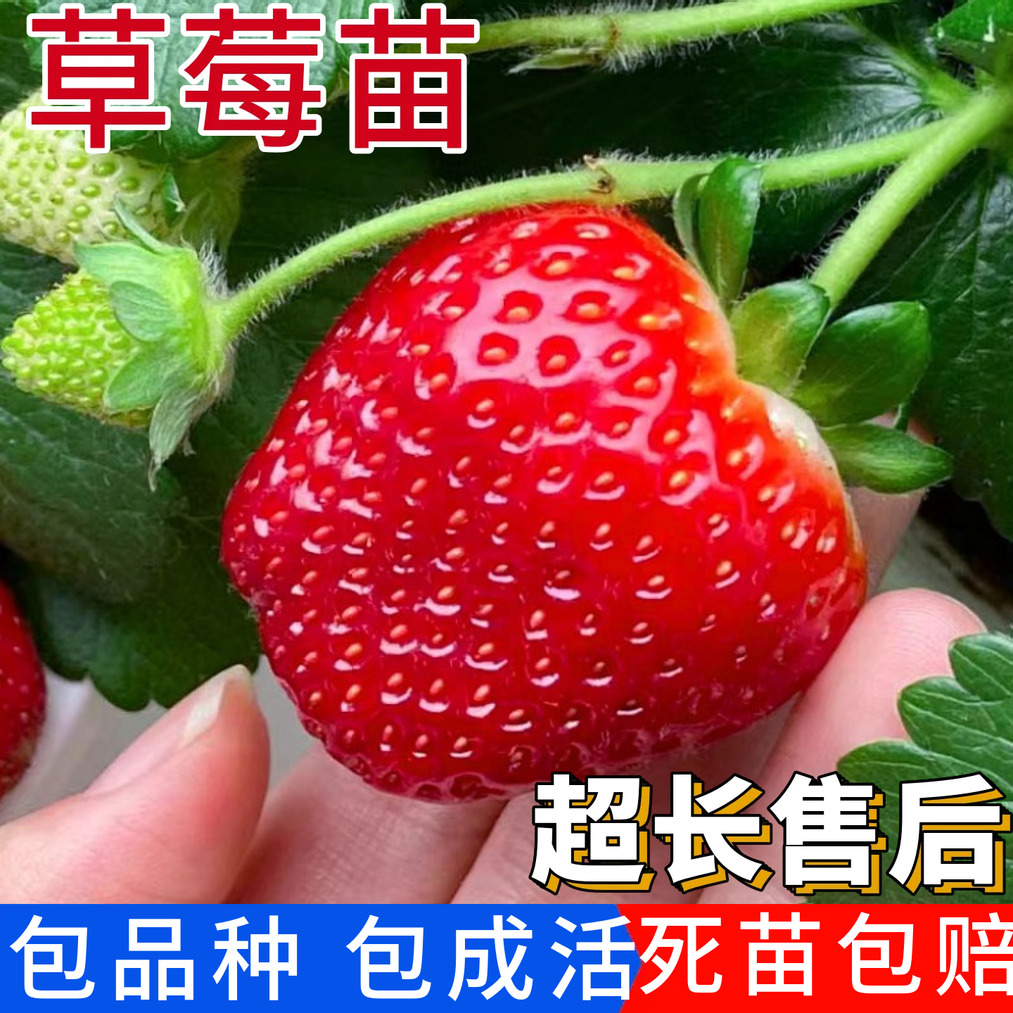 草莓苗四季丹东99奶油新南