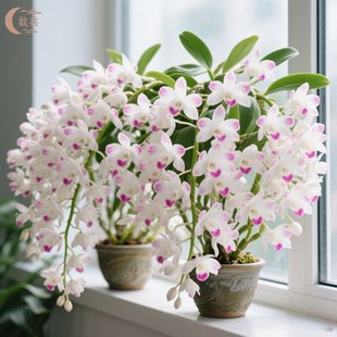 泼墨秋石斛兰盆栽带花苞梦香文心兰名贵花卉植物办公室内好养四季