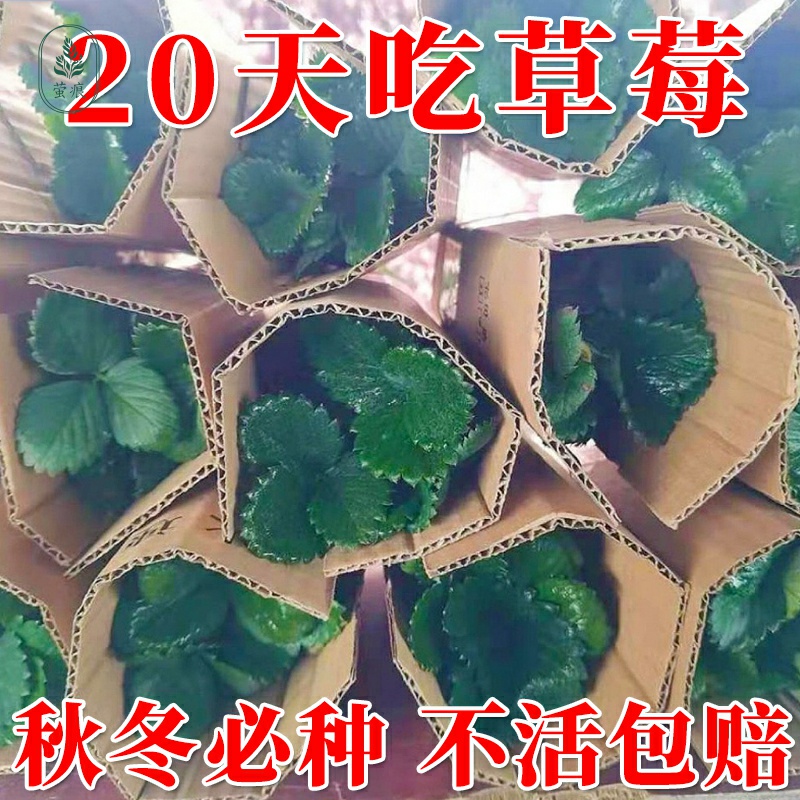 四季草莓苗奶油红颜秧盆栽