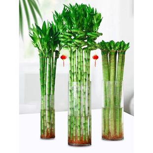 富贵竹水培植物文昌龙竹观音转运竹子盆栽带根客厅绿植好水养招财