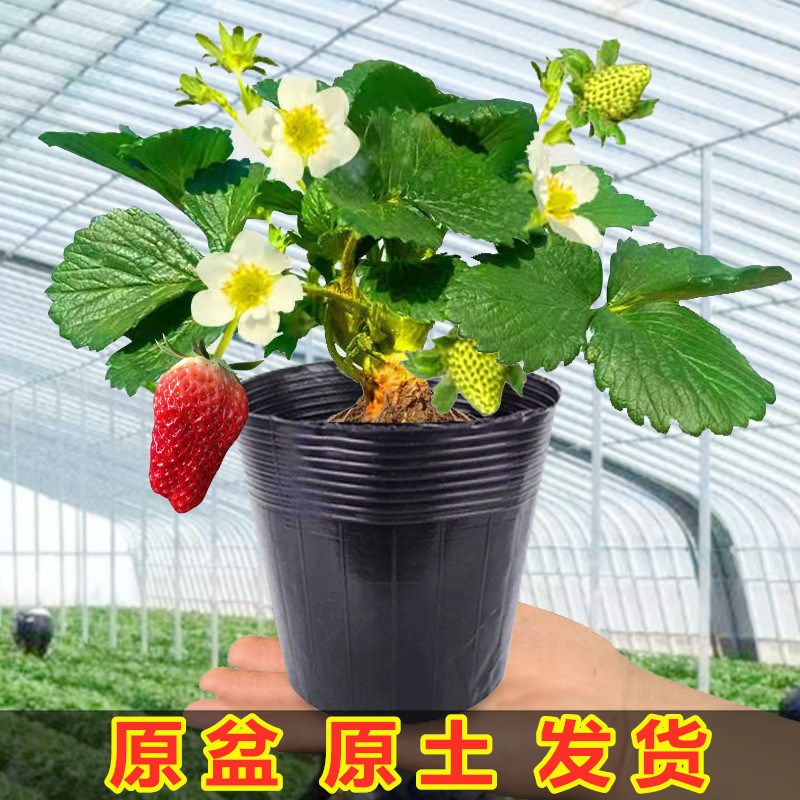 四季草莓苗盆栽阳台种植大