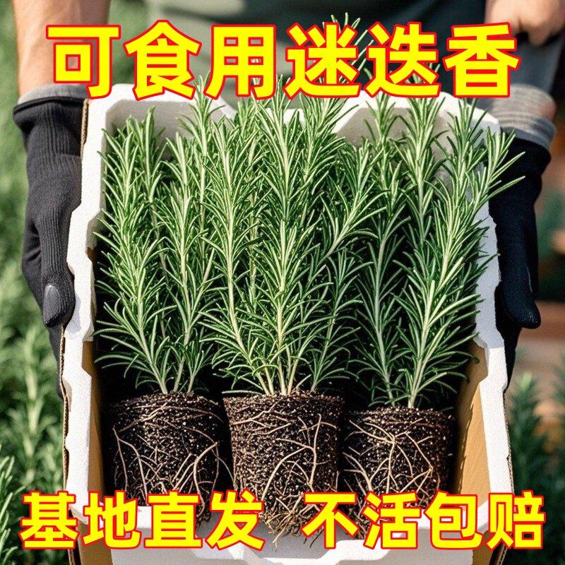 迷迭草新鲜驱蚊香草可食用盆栽新鲜植物牛排室内绿植净化空气,鲜花速递/花卉仿真/绿植园艺,时令草本花卉,淘宝优惠券,粉丝福利购,淘宝优惠卷