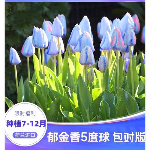 郁金香种球水培进口土大球耐寒