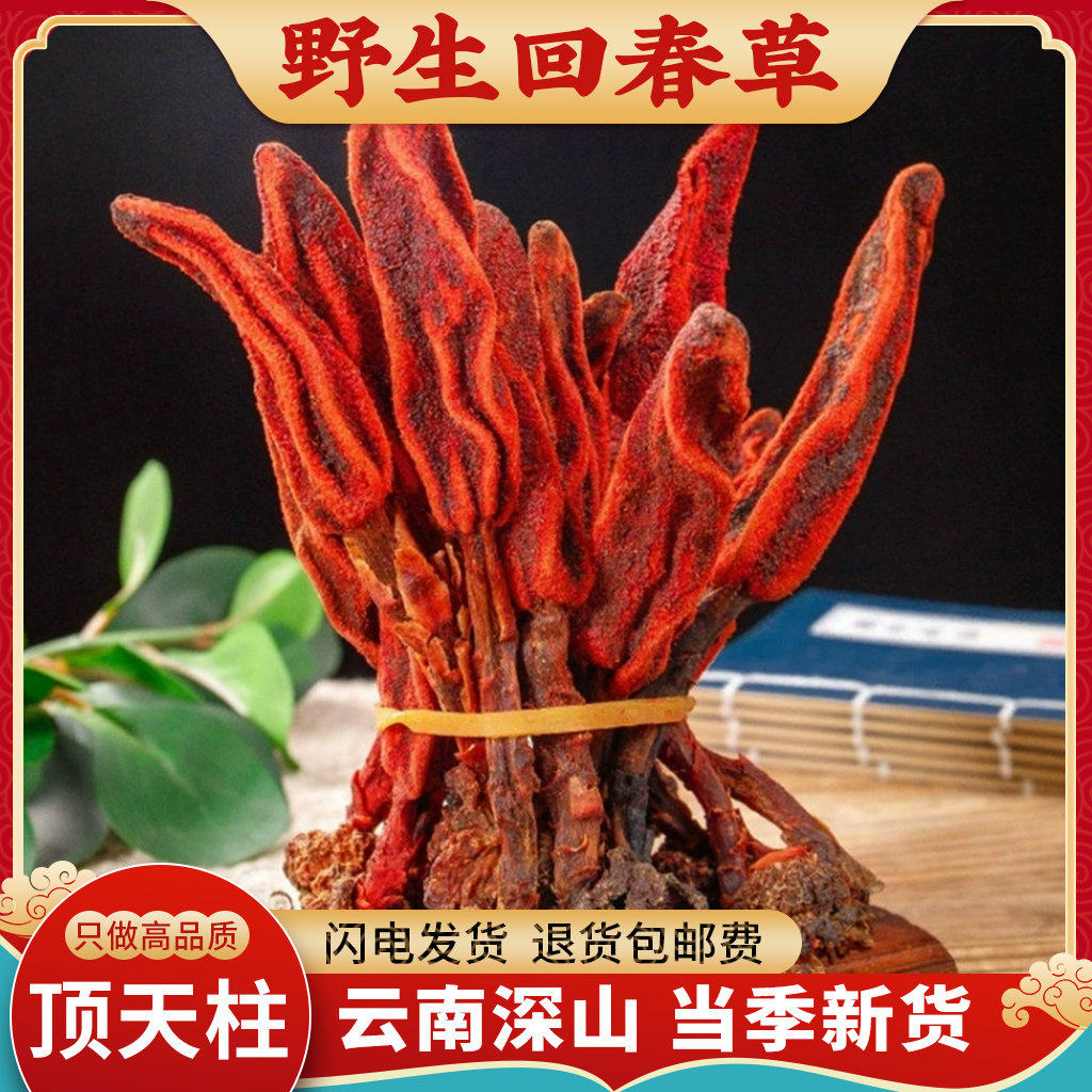 回春草野生云南500g新鲜干货正品泡茶泡水泡酒顶天柱旗舰店不老草