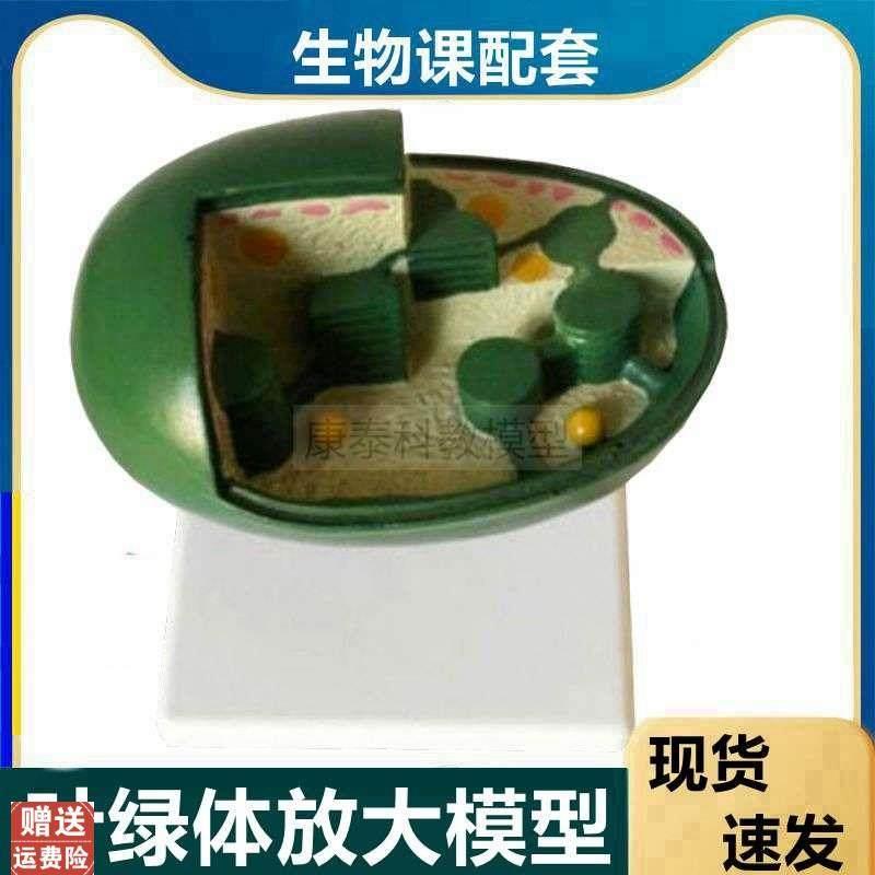 叶绿体放大模型h植物细胞器中生物课教学用光合作用叶绿素教学仪