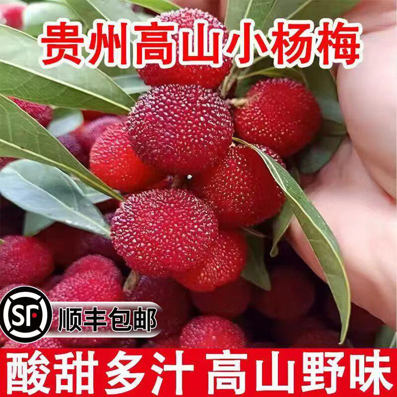 2026现货野生杨梅新鲜现摘荸荠小杨梅鲜果泡酒用青红杨梅孕妇水果
