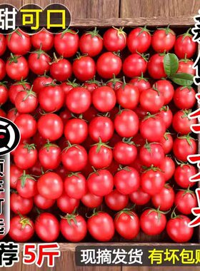 露天圣女果小番茄水果新鲜现摘小西红柿非千禧糖葫芦樱桃小番茄