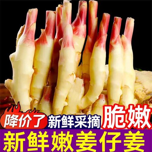 26年嫩姜仔姜新鲜子姜鲜姜醋泡姜红芽姜当季蔬菜农家自种黄姜批发