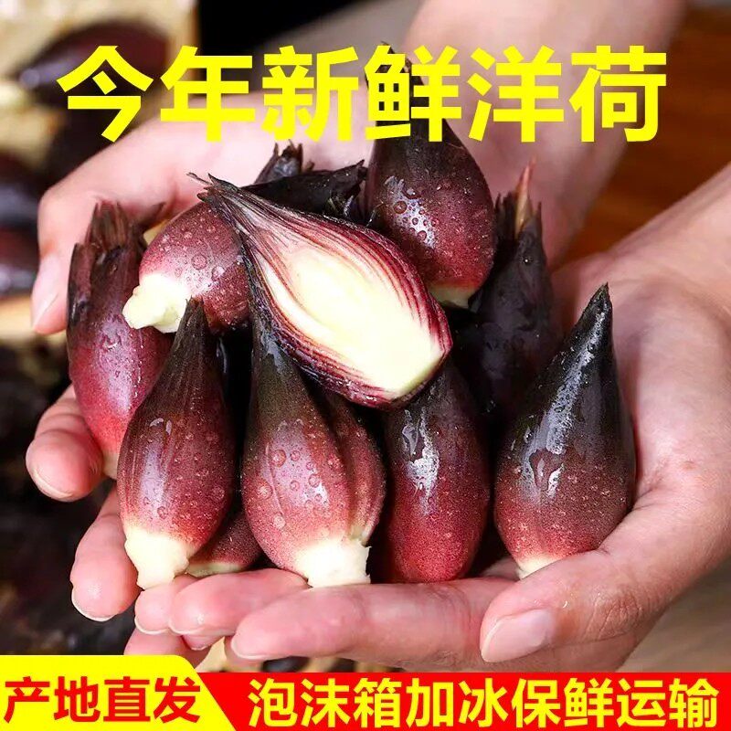 洋荷姜新鲜野生阳荷姜阳河蘘姜阳和姜蔬菜阳藿洋荷洋胡姜蔬菜包邮