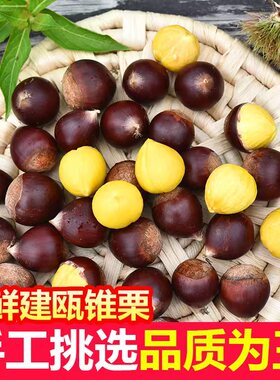 【顺丰包邮】建瓯圆锥栗福建新鲜锥形栗农家高山现摘带壳毛栗子