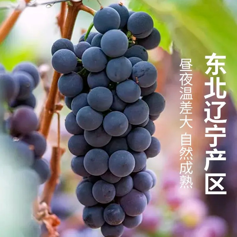 【整串发货】正宗巨峰葡萄当季现摘新鲜农家大果葡萄包邮孕妇水果