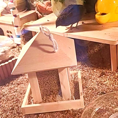 芦丁鸡食盒自动喂食器宠物用品小鸡饲养大容量双层平台网格架防刨
