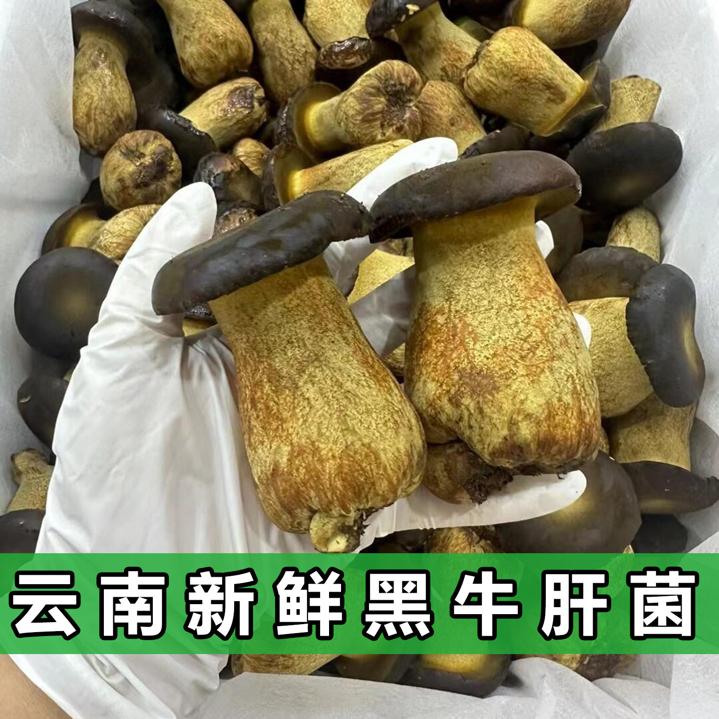 云南新鲜牛肝菌500g食用菌