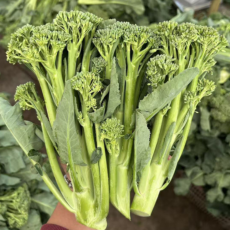 顺丰】云南新鲜兰花苔西兰花蓝菜农家自种西兰花脆嫩兰花菜苔新鲜
