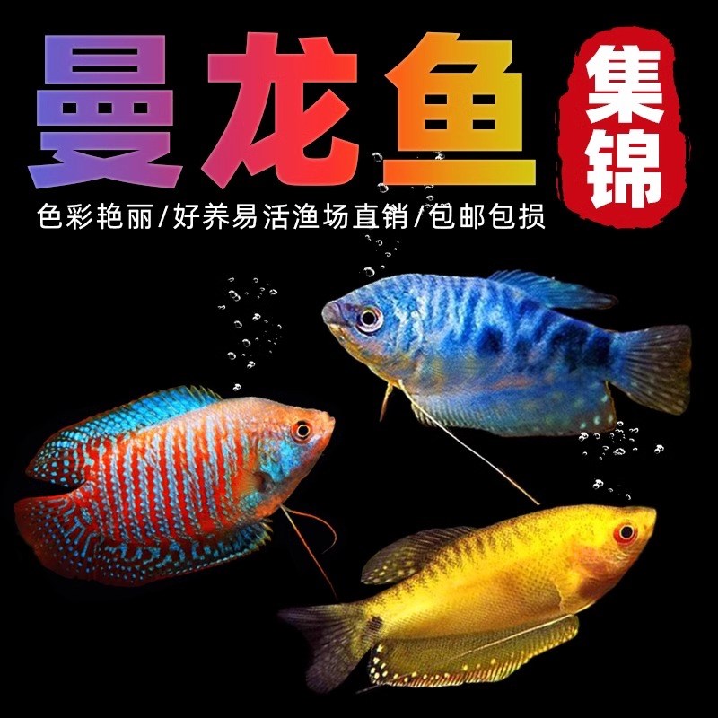 曼龙鱼热带观赏鱼红曼龙蓝曼龙五彩丽丽马甲球活体小型淡水鱼好养