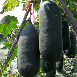 特大青皮冬瓜种子种籽苗阳台四季东瓜巨型蔬菜孑盆栽大冬瓜菜种子