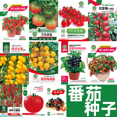 番茄种子大全四季播种阳台盆栽