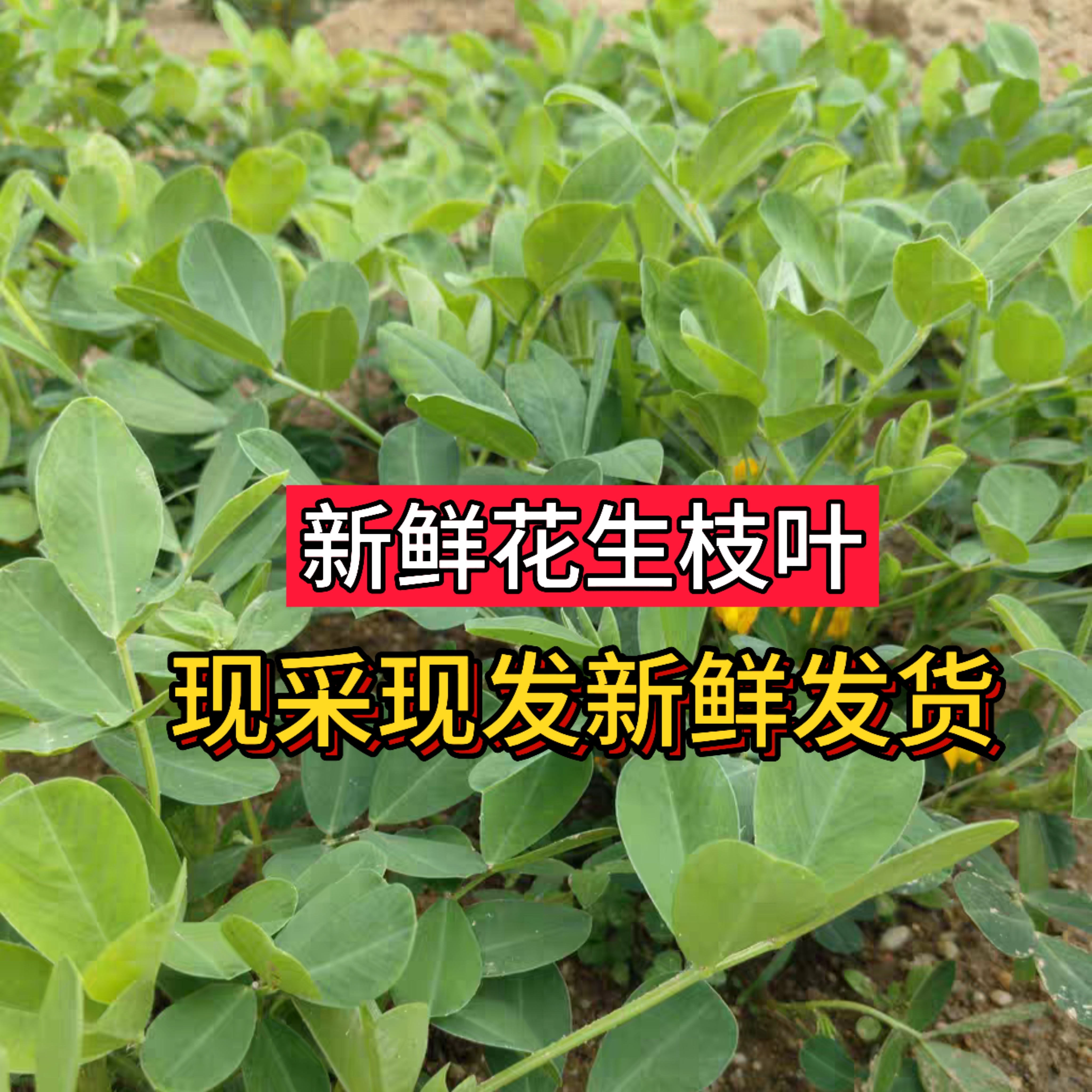 新鲜花生叶子花枝叶叶地豆叶中药材睡眠助眠茶泡茶泡水安心睡眠茶