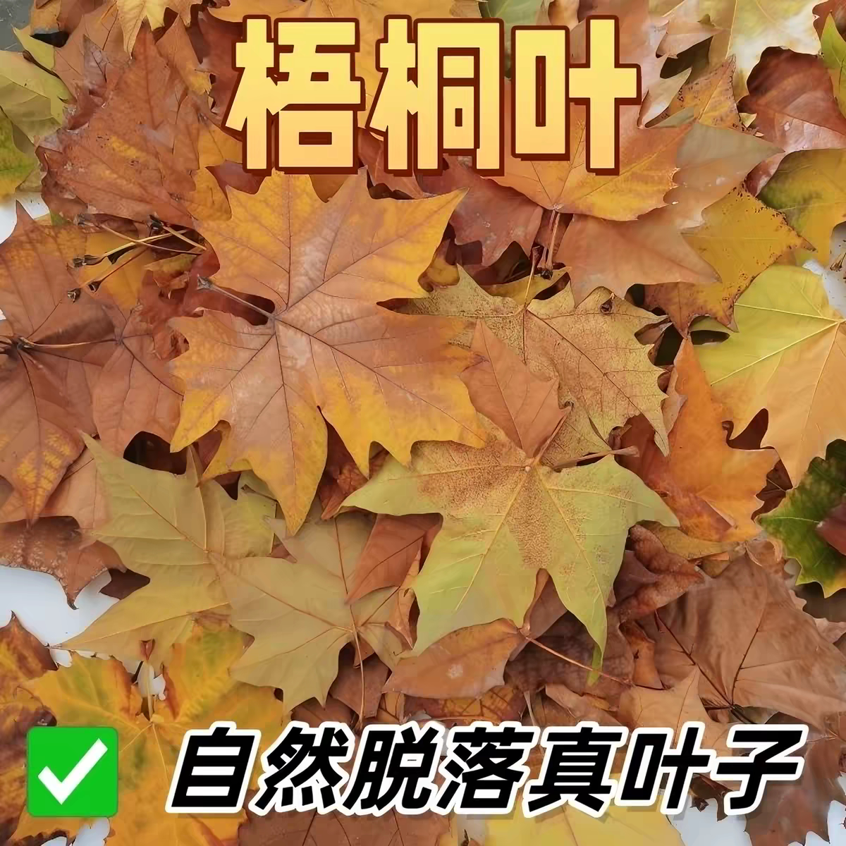 梧桐落叶天然标本秋天树叶装饰真树叶枯枫叶天然拍摄道具橱窗布景
