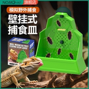 鬃狮蜥食盆爬宠爬缸吸盘挂壁式 昆虫攀爬碗守宫变色龙树栖类诱食皿