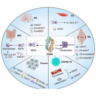 SCI科研绘图代画生物医学插画画图机制图流程图图形摘要封面美化