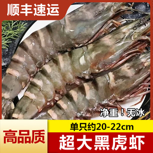 超大黑虎虾新鲜冷冻鲜活基围虾海鲜斑竹九节虾开海新捕顺丰包邮