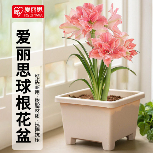 爱丽思球根花盆树脂花盆