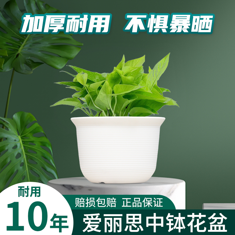 爱丽思中钵树脂情绪稳定多