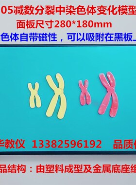 33305减数分裂中染色体变化模型组件磁吸式280*180mm生物教学仪器