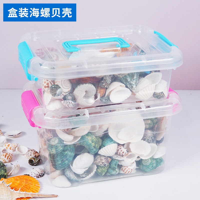 塑料盒装贝壳海螺海星diy装饰摆件礼物海洋科教儿童礼品鱼缸造景