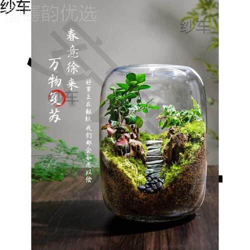 桌面微景观盆生命之树生态瓶创意栽办公室绿植成活品盆景养Btxxf2