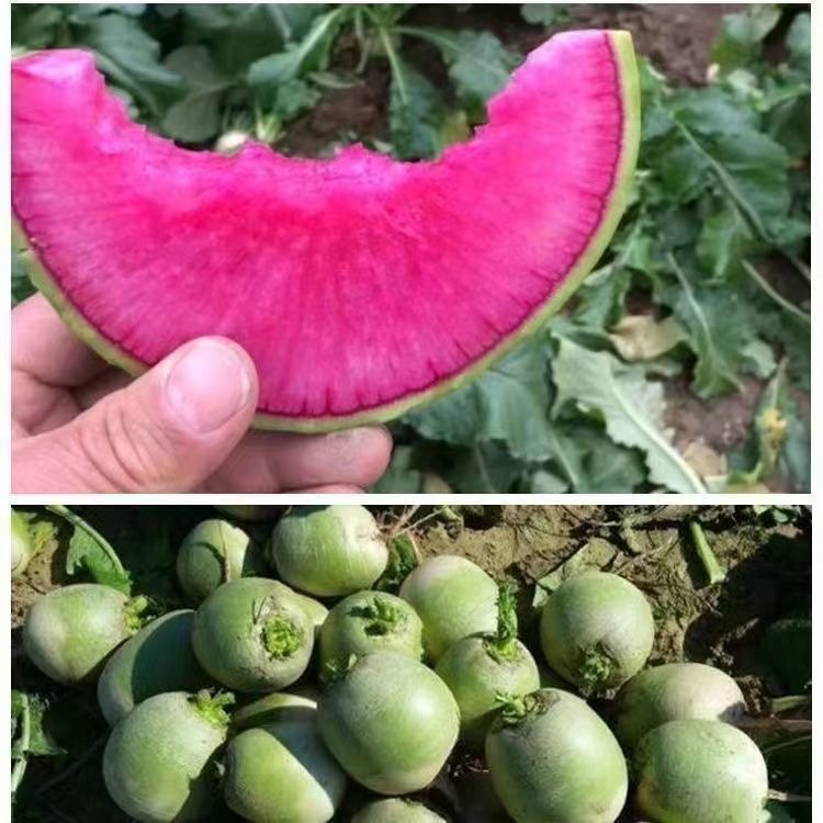 凤梨红心水果萝卜种子红皮满堂红心里美萝卜籽种子春秋四季播蔬菜