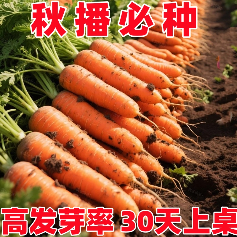 九寸参胡萝卜种子四季耐热甜脆高产红芯糖芯水果萝卜蔬菜种子