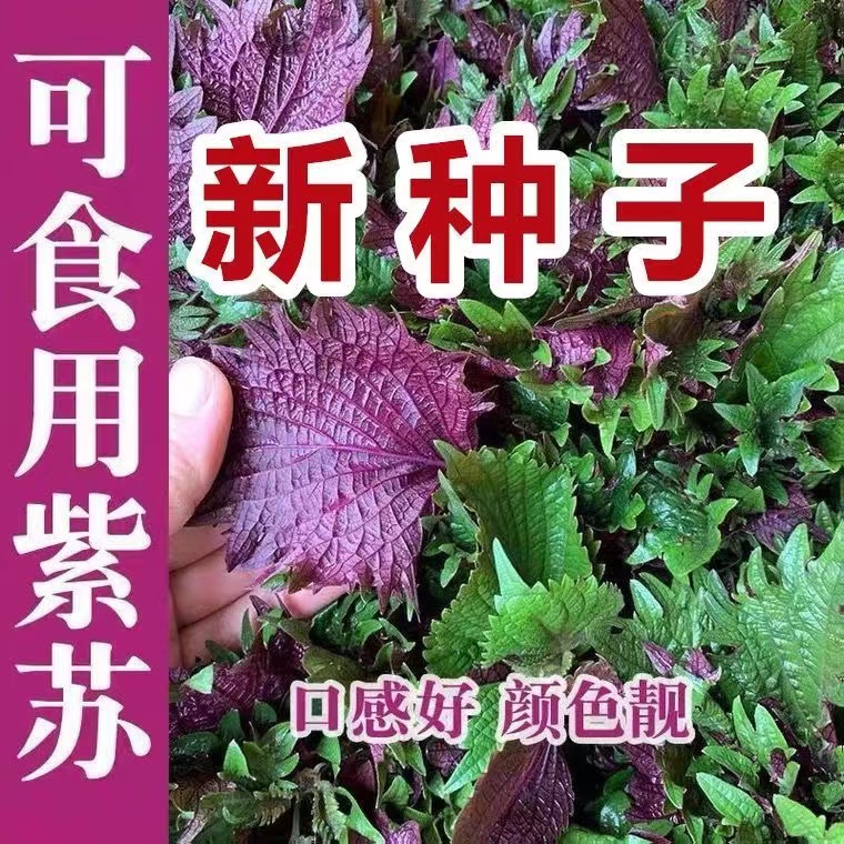 紫苏种子可食用双面红紫苏大叶紫苏种子四季耐热阳台盆栽蔬菜种子