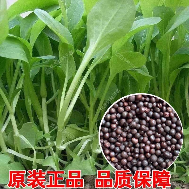 鸡毛菜菜籽种四季上海鸡毛菜种子20天速生小白菜阳台盆栽青菜种孑,鲜花速递/花卉仿真/绿植园艺,家庭园艺种子,淘宝优惠券,粉丝福利购,淘宝优惠卷