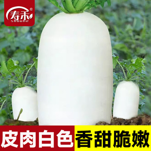 九斤王特大萝卜种子种籽秋季四季蔬菜孑子籽种白皮水果秋冬季白