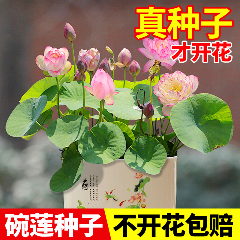 碗莲种籽花种子水培荷花四季种植阳台水养盆栽荷塘泥专用型营养液