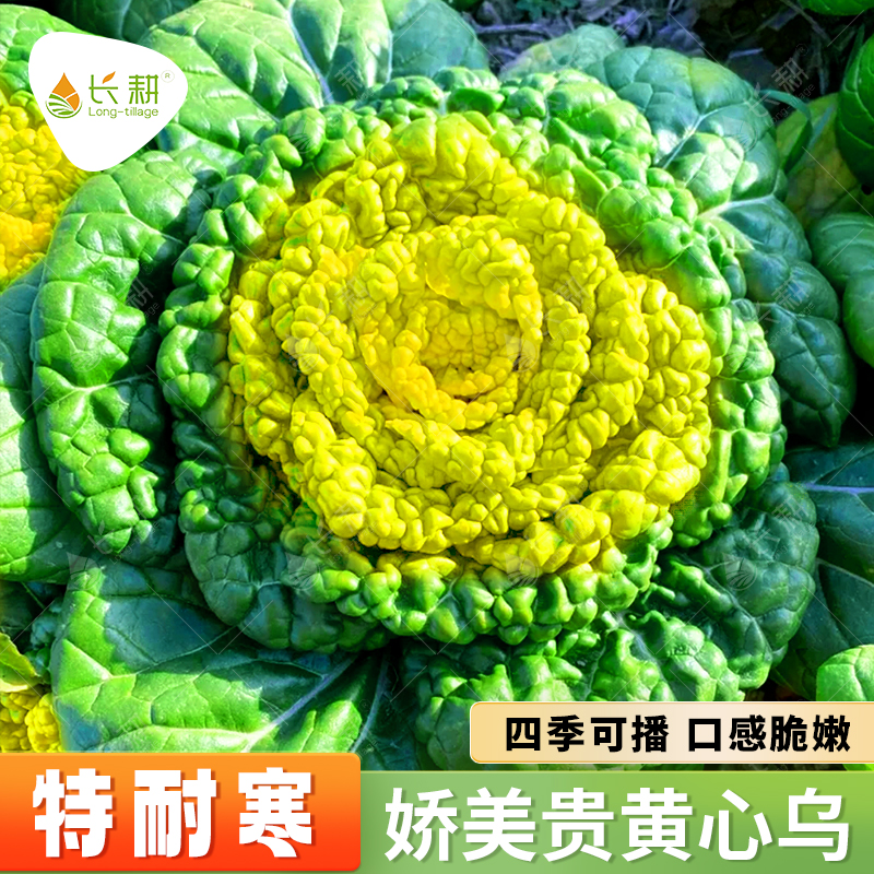 杂交娇美贵乌塌菜种子精品高产秋播耐寒黄心乌塔菜种籽小白菜种孑